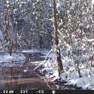Winter Wonderland Forest Scene